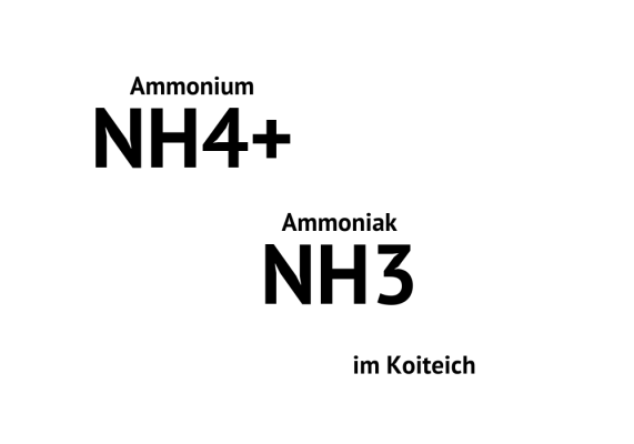 Ammonium und Ammoniak am Koiteich: Alles, was Sie wissen müssen - Ammonium und Ammoniak am Koiteich: Tipps für gesunde Koi | Koi-Food