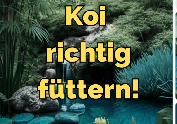 Koi richtig füttern: Ein Ratgeber zur Ernährung Ihrer Koi - Koi richtig füttern - Der ultimative Ratgeber für gesunde Koi-Karpfen | Koi-Food.ch